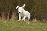 DOGUE ARGENTIN 145